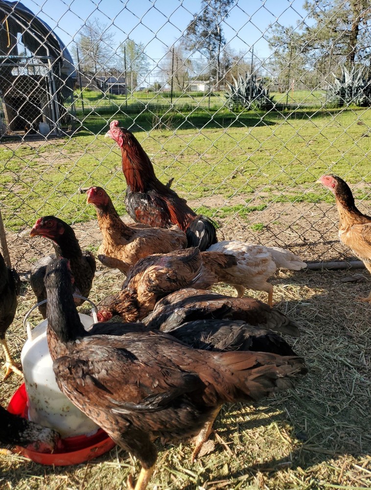 Thai Hatching Eggs 6 Total