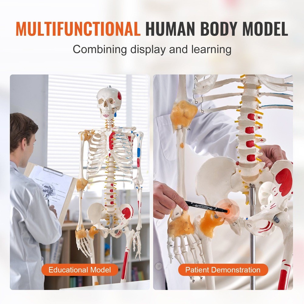 Functional 71.65" Human Skeleton Anatomical Model with Joint Play