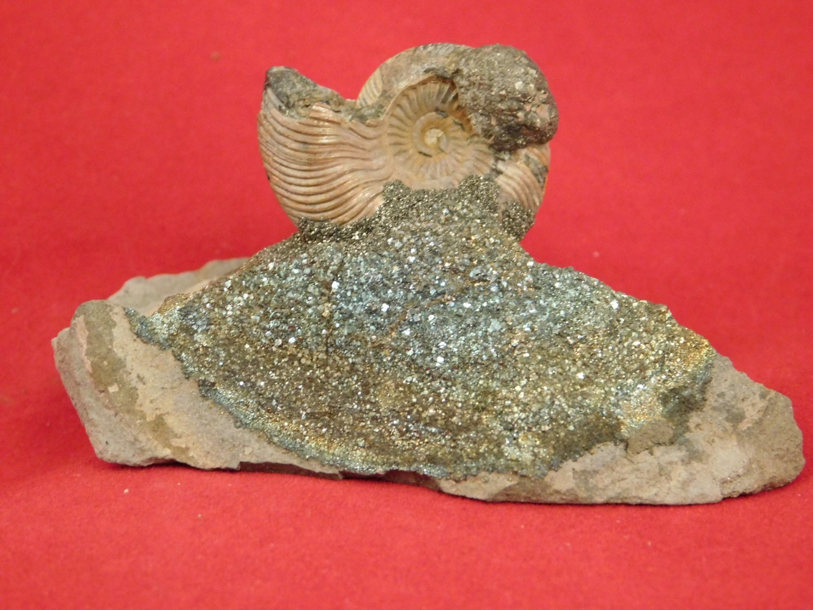 IRIDESCENT AMMONITE Fossil on Rainbow PYRITE! Volga River Saratov Russia 68.8gr