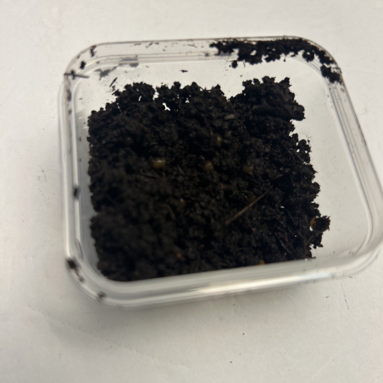 East Texas Wigglers – 50 Red Wiggler Cocoons – Live Compost Eggs Soon To Hatch