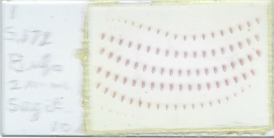 Serially Sectioned 2 mm Bufo Embryo Microscope Slide