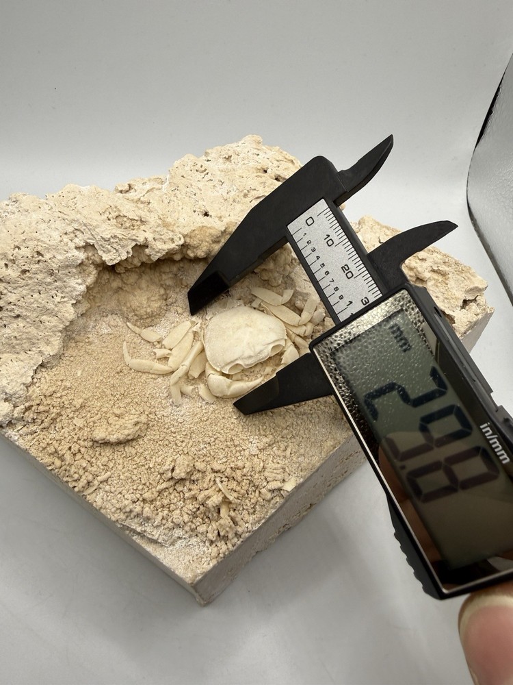 Authentic Potamon Fossil Crab Collection