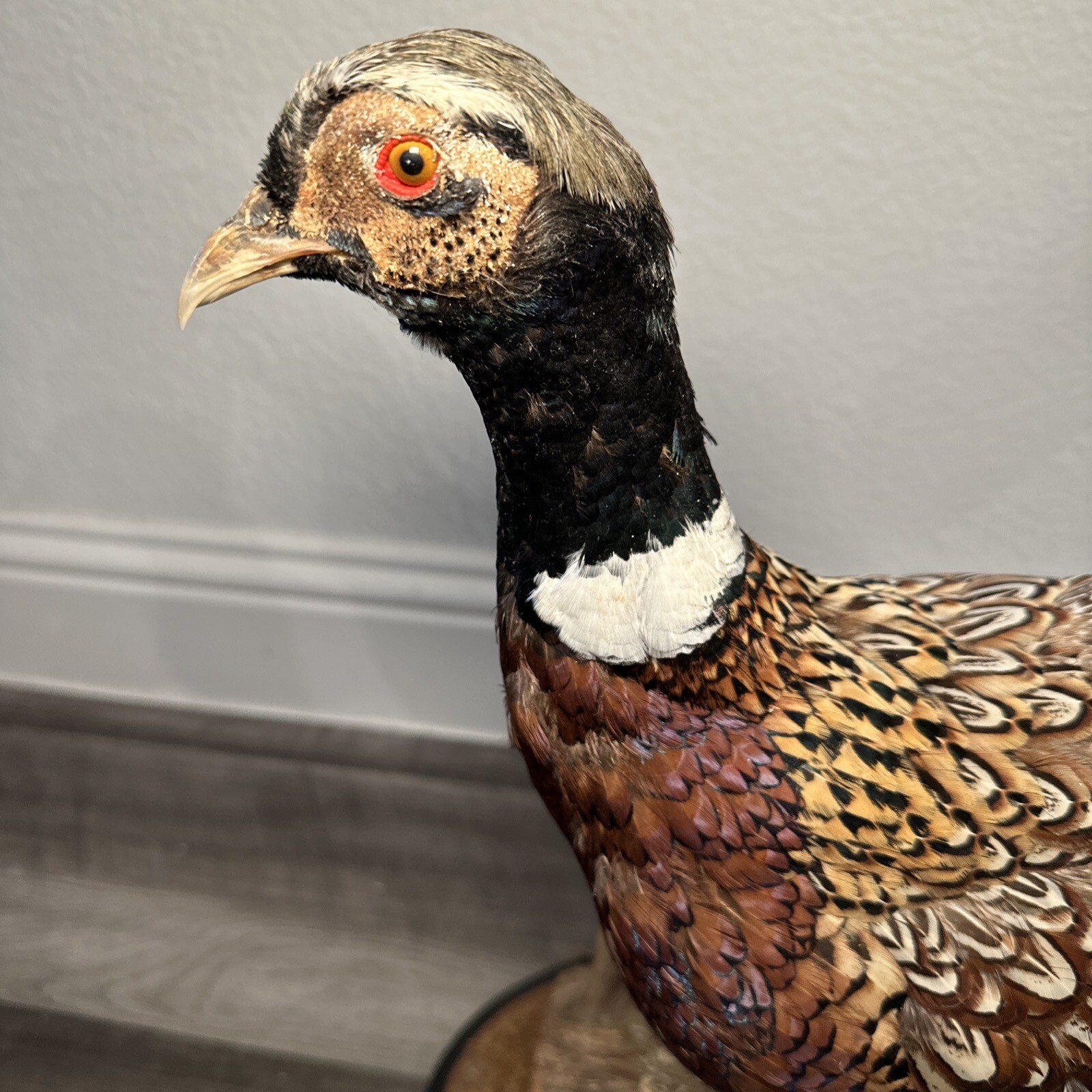 Pheasant Ring Neck Taxidermy Table / Shelf Display Mount