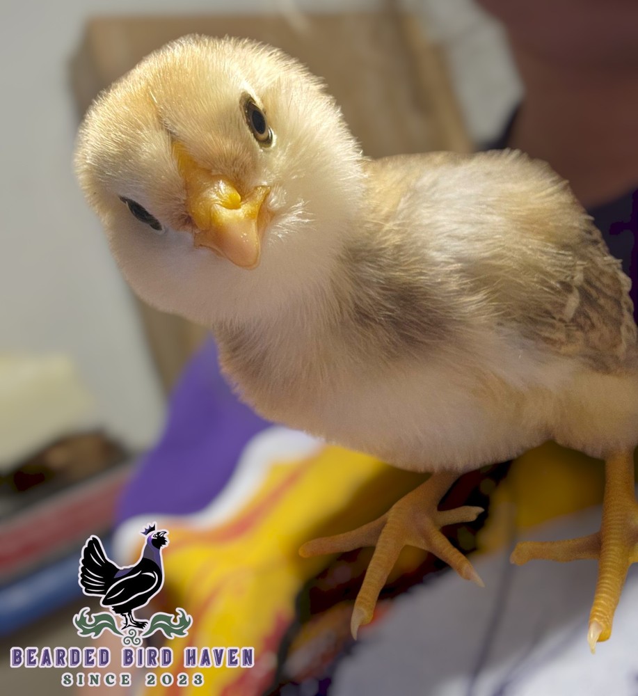 Easter Egger Hatching Eggs X6 (NPIP Certified: AI/PT Clean) + EXTRA