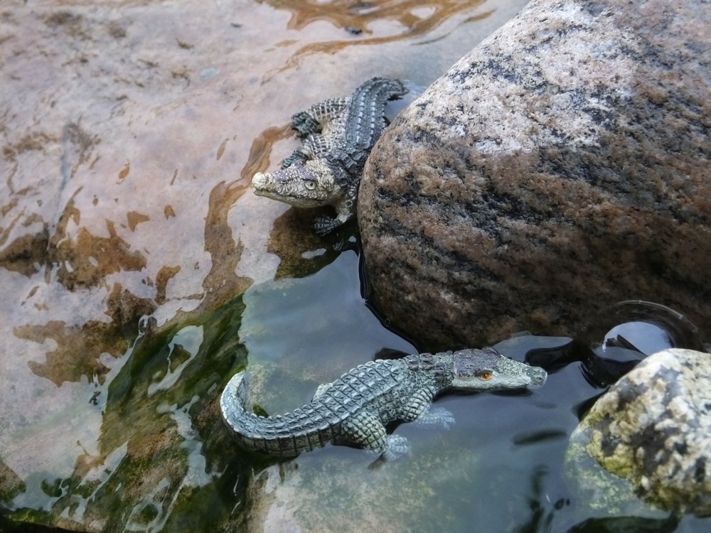 Custom Alligator Miniature Figures (2) for your Modeling / Model Train Dioramas