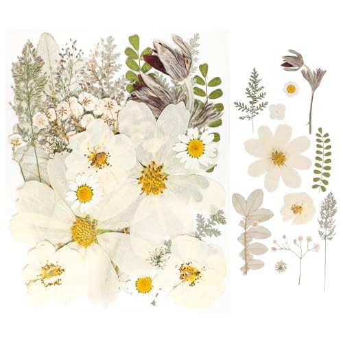50Pcs Dried Pressed Flowers Real Pressed Flowers Natural Dry Leaves Bulk White