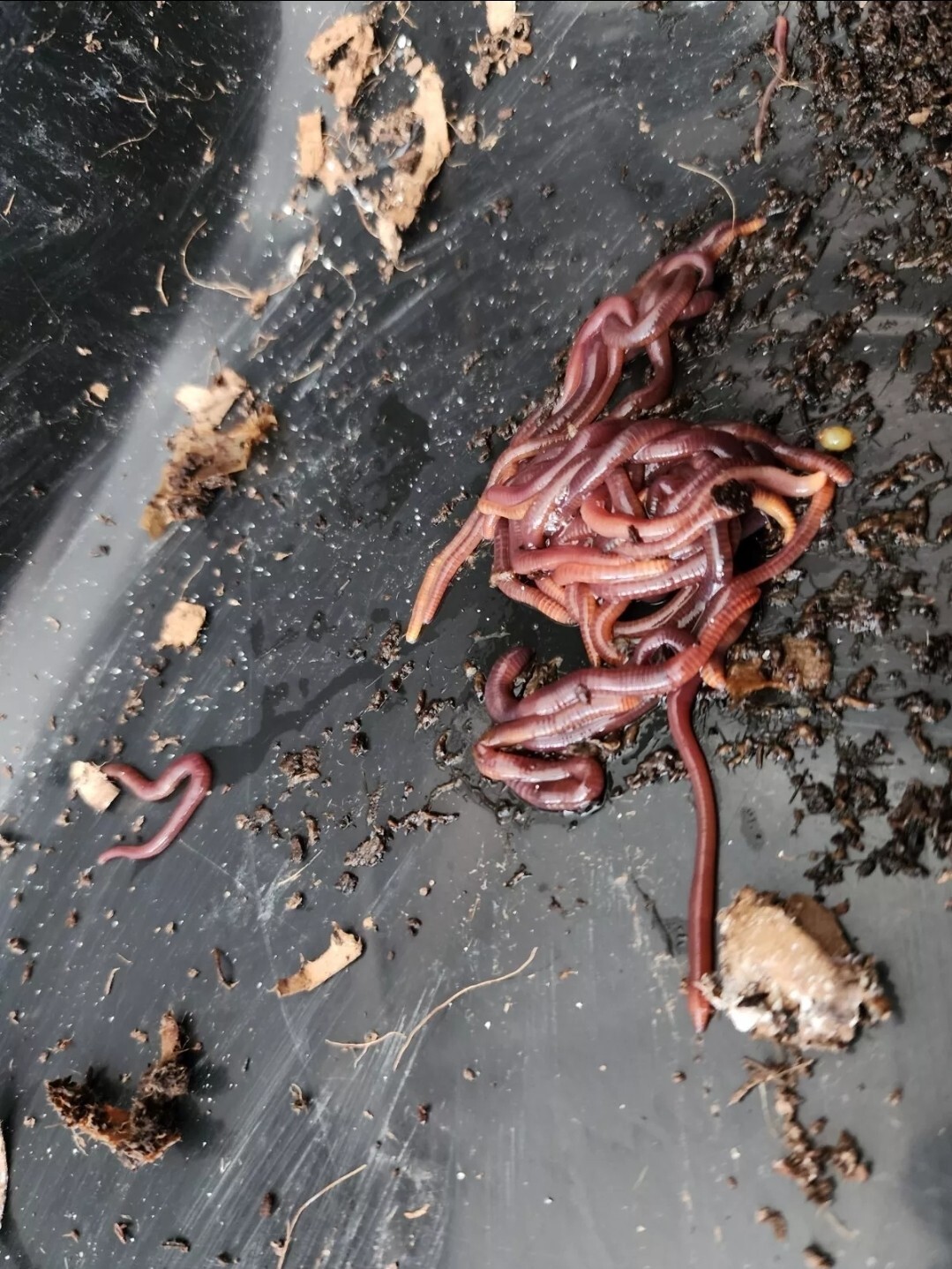 1 Lbs PURE RED WIGGLER Compost Worm /FREE SHPG/Weather Determines SHPG