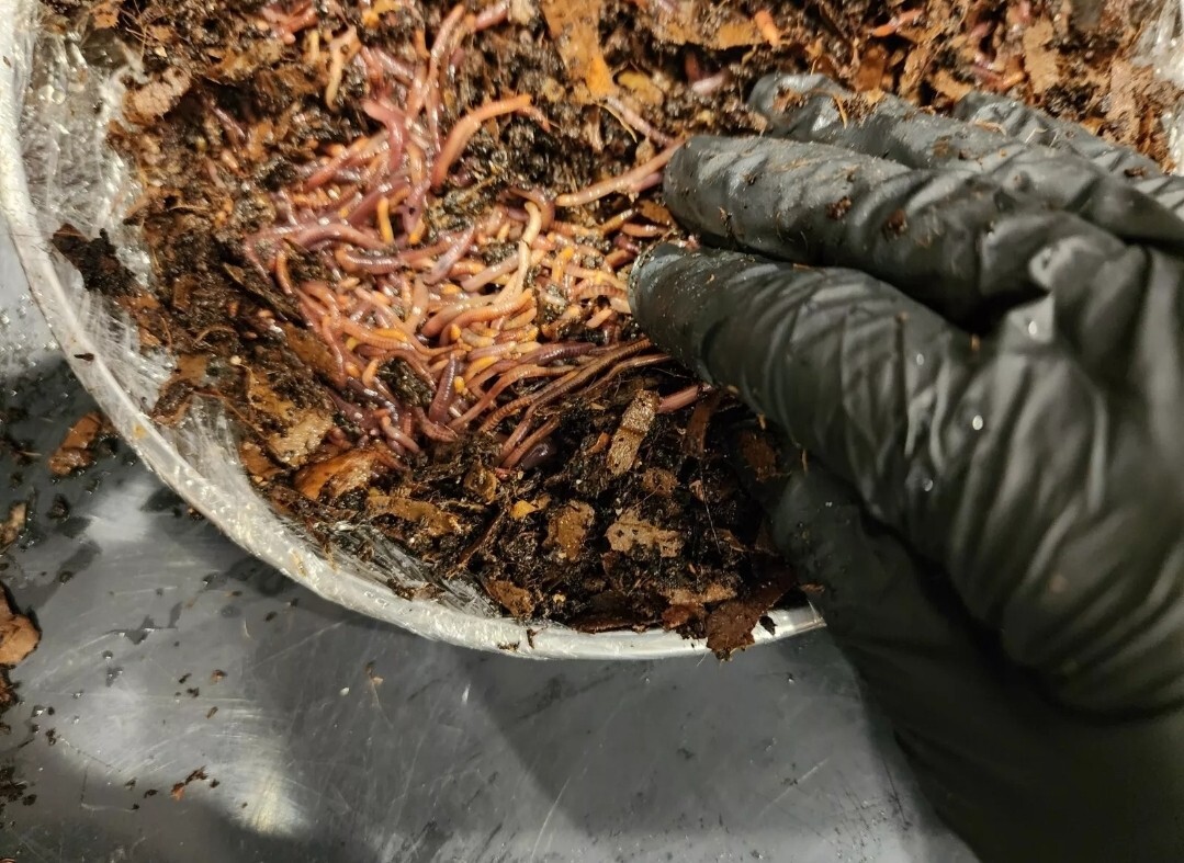 1 Lbs PURE RED WIGGLER Compost Worm /FREE SHPG/Weather Determines SHPG