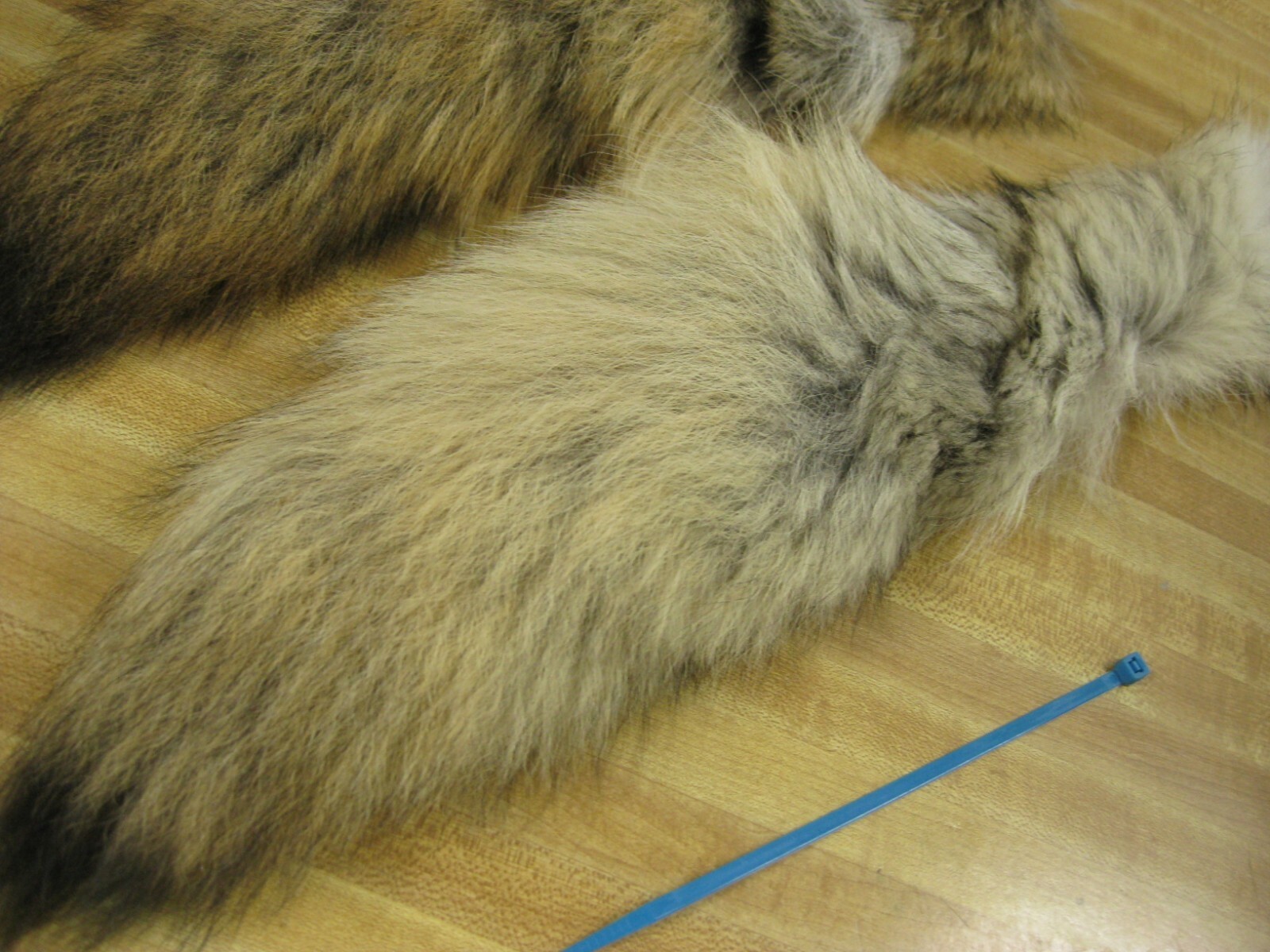 Tanned Coyote Tail # 1 Trapping Fur Coats Fur Craft Id Tag Blue