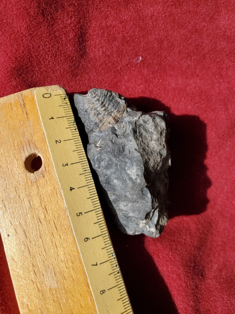 Fossil Trilobites Ceraurus And Cryptolithus Bellulus Head On Matrix Quebec