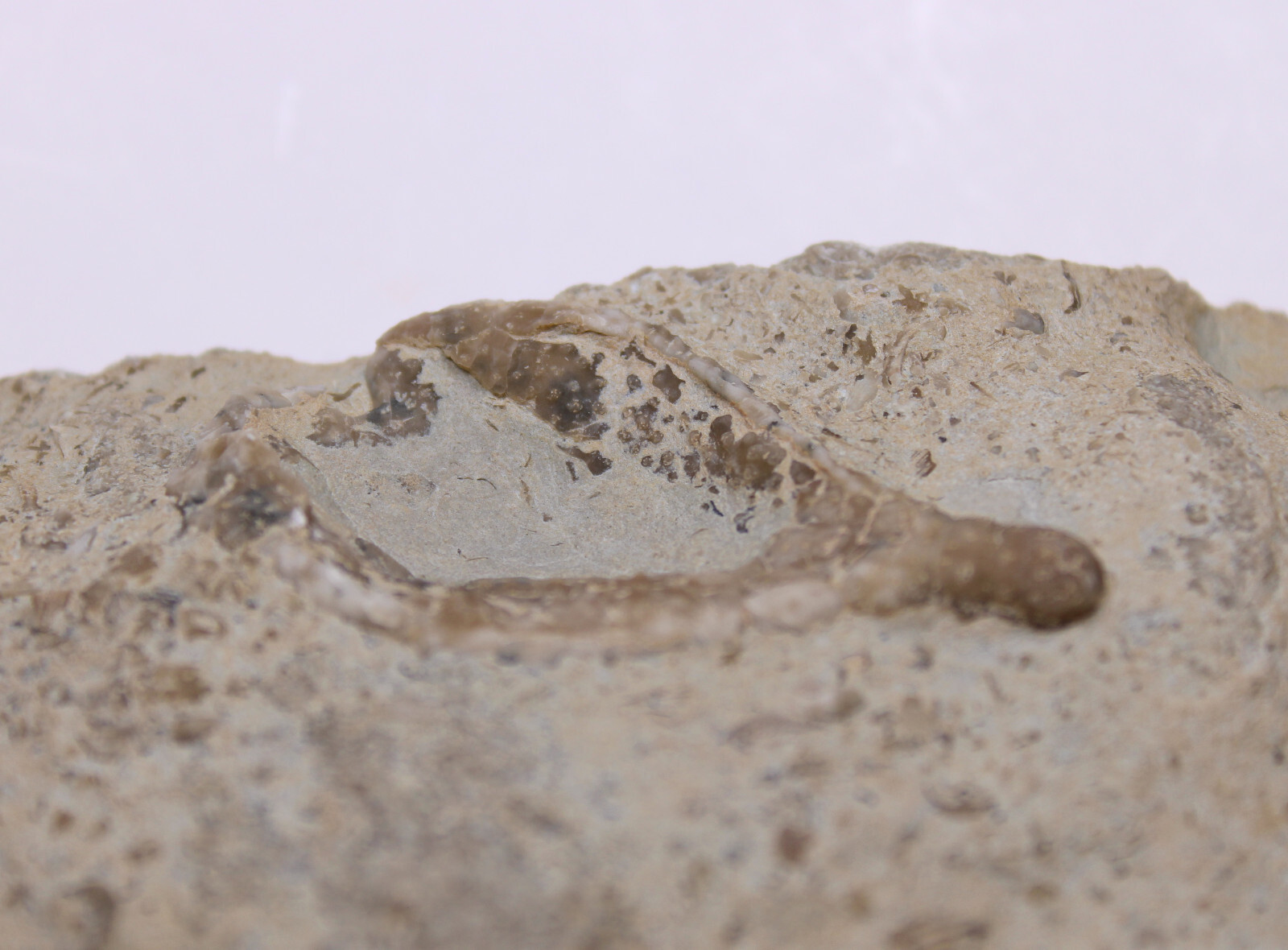 Holocystites scutellatus Silurian Cystoid Fossil Indiana Massie Shale