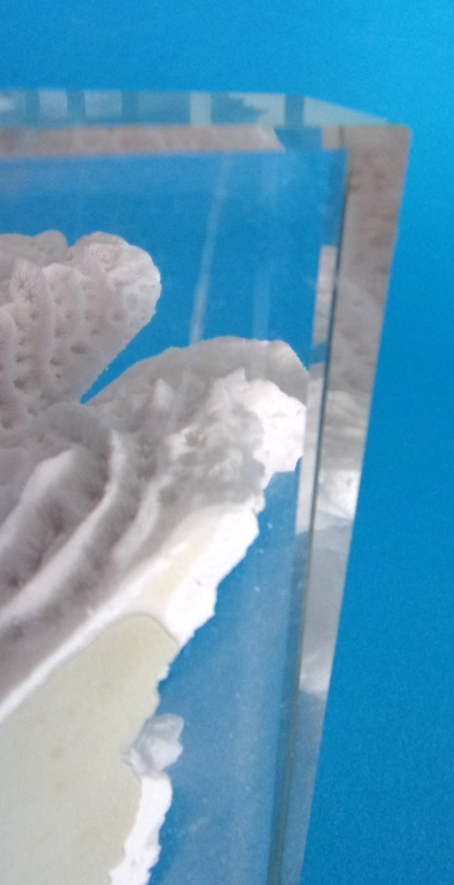 Beautiful Natural White Coral Reef with Glass Base, Authentic Specimen 10" x 7"