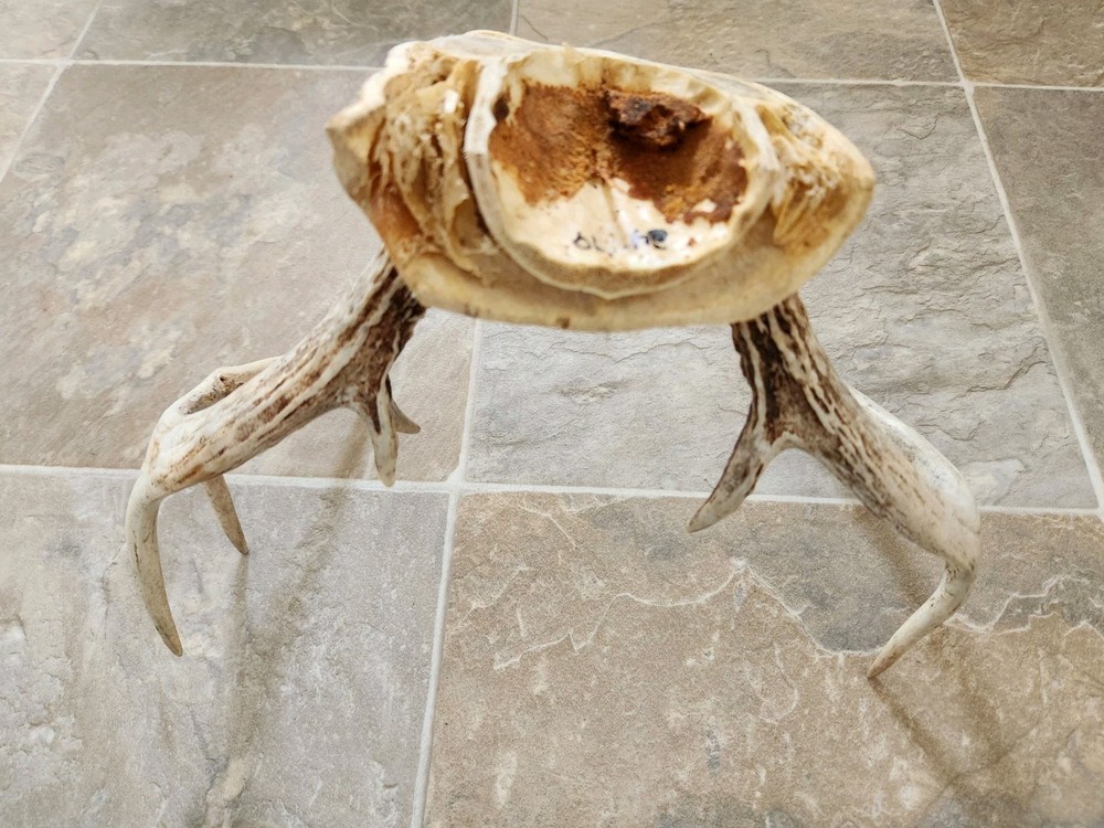 8 Point White Tail Deer Antlers Skull Cap