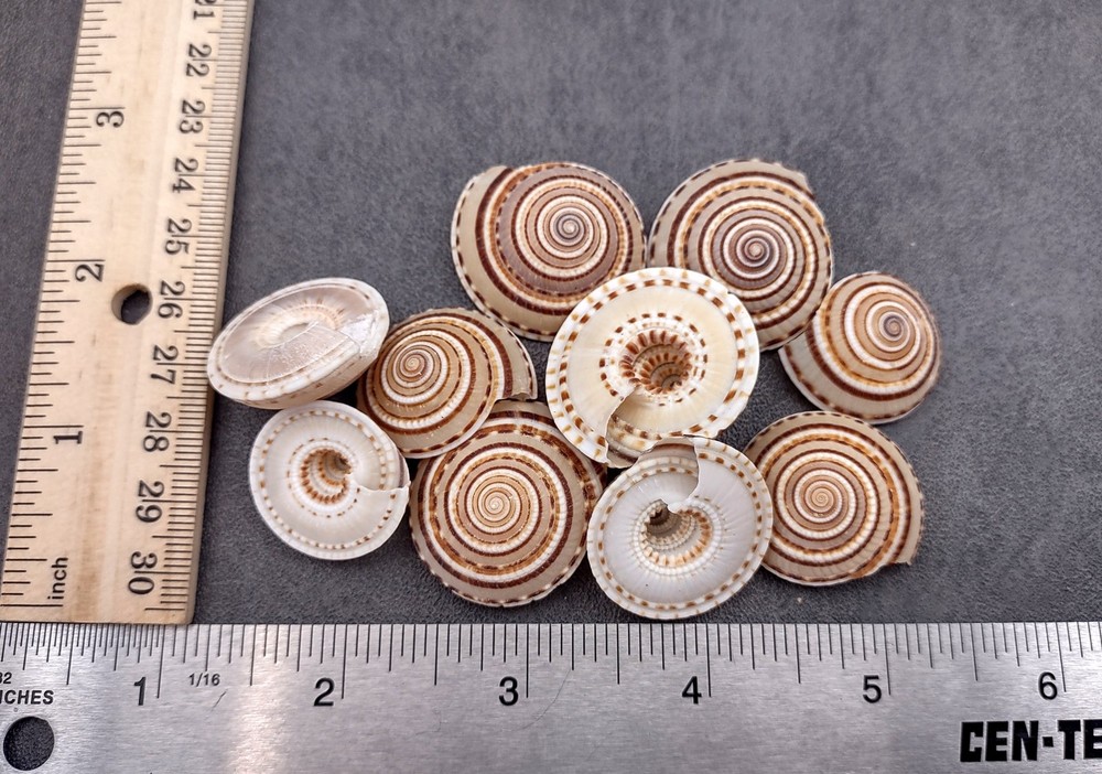 Perspective Sundial Seashells (10 shells approx. 1+ inches) Clear Sundial Shells