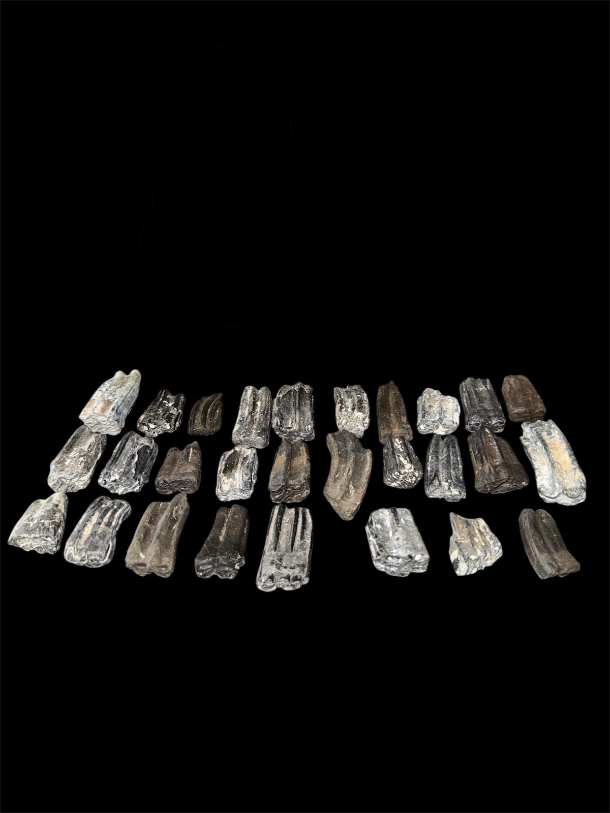 FOSSIL ICE AGE HORSE TEETH FROM FLORIDA