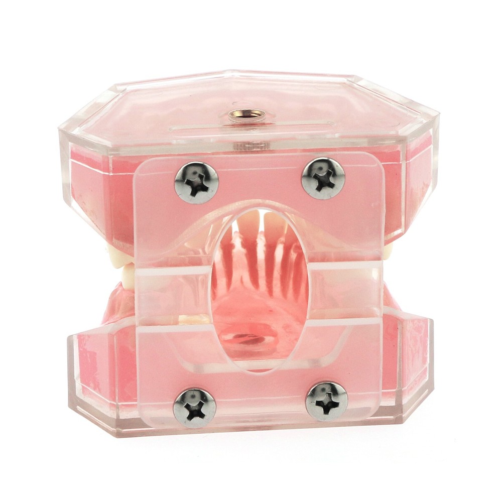 Dental Typodont Practice Removable Teeth Model Soft Gum M7008 Simulation Cheek