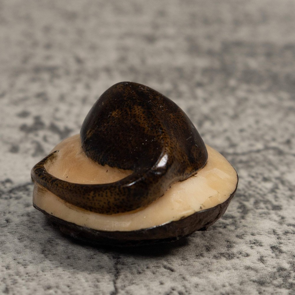 Brown Ocean Stingray Tagua Carving