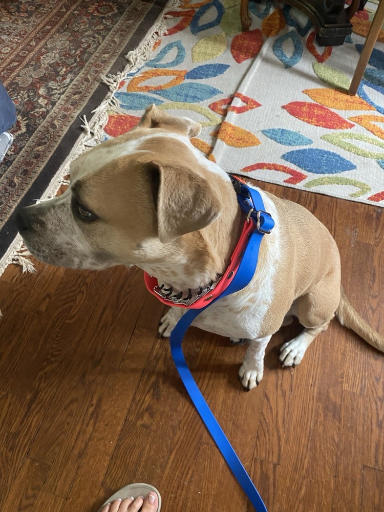 Mayerzon NIP Pronged Training Collar With Attached Leash large