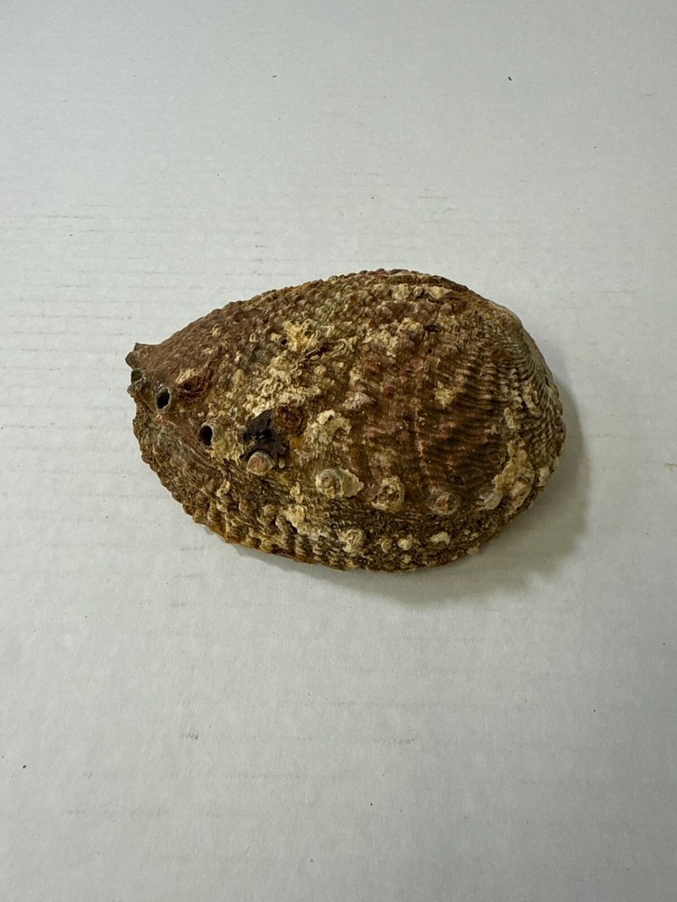 Vintage Iridescent Abalone Shell Trinket Dish Footed Bowl Smudging Decor