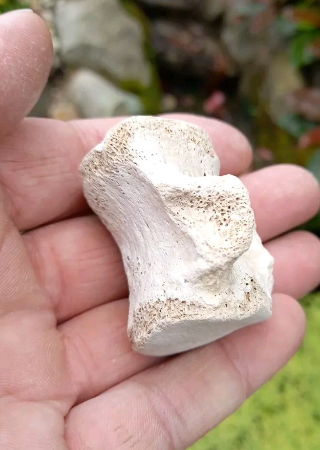 Fossil Bone  Dolphin Vertebra - Florida Bone Valley~ Pleistocene