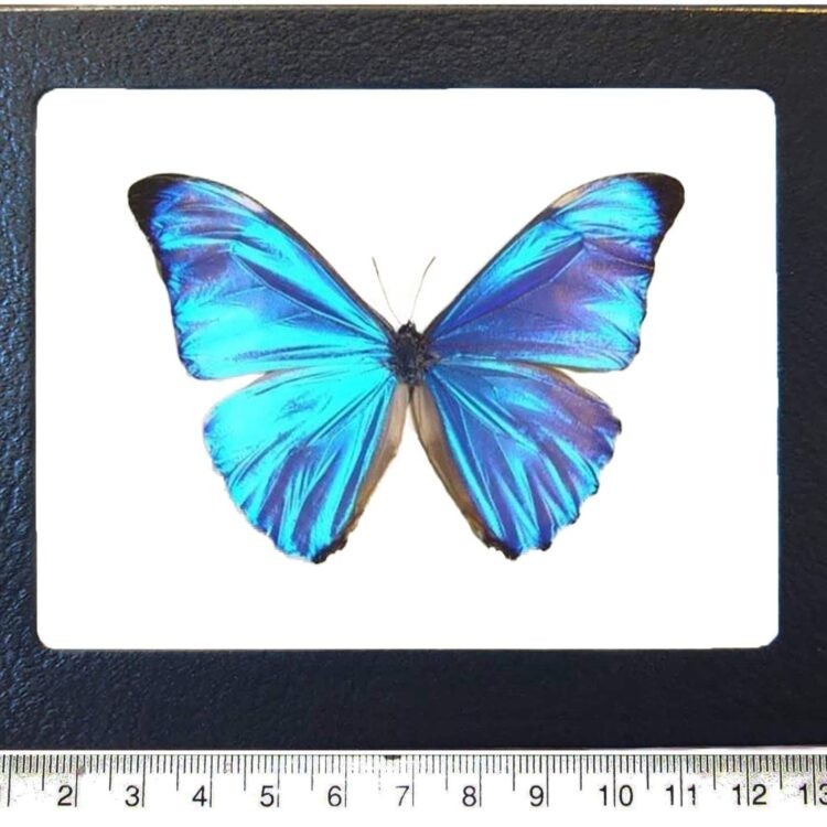 Morpho aurora blue butterfly Peru FRAMED