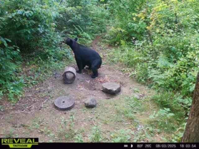 Bear Attractant Smear