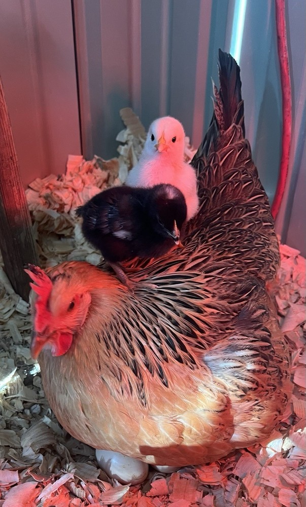Pure Breeds Rare Highly Desired Chicken Hatching Eggs