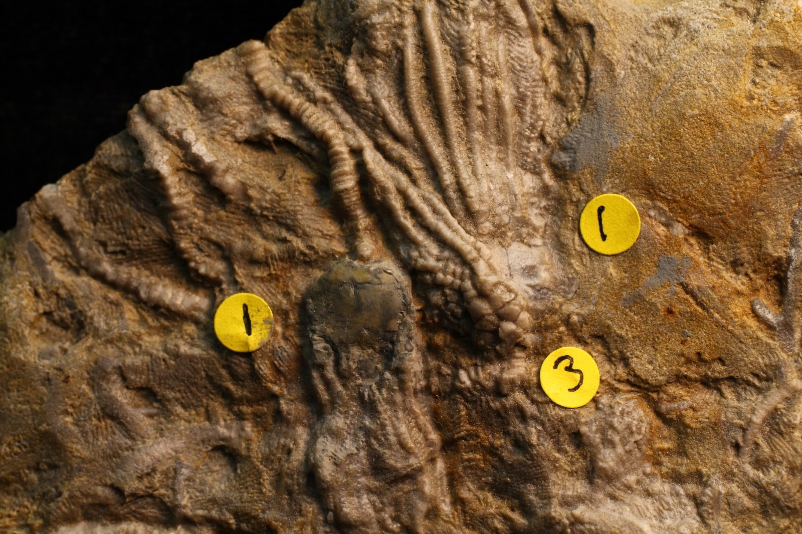 Five Different Crinoid Fossils, Franklin Co., Alabama
