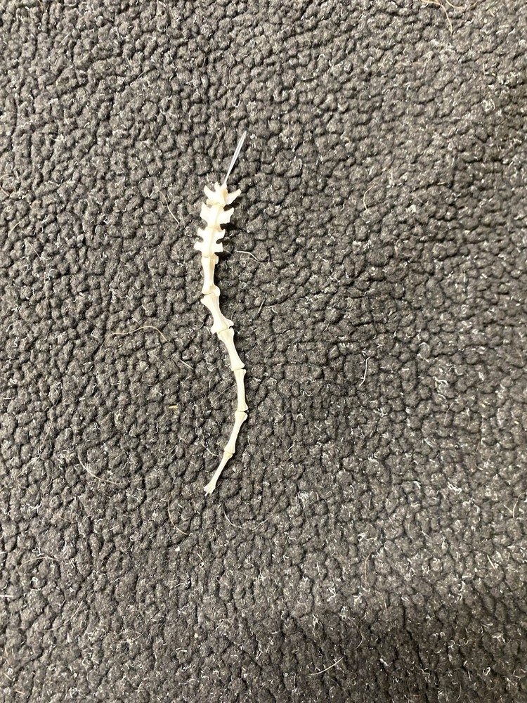 Real cleaned bobcat tail bone set, carefully strung on a fine cable for display
