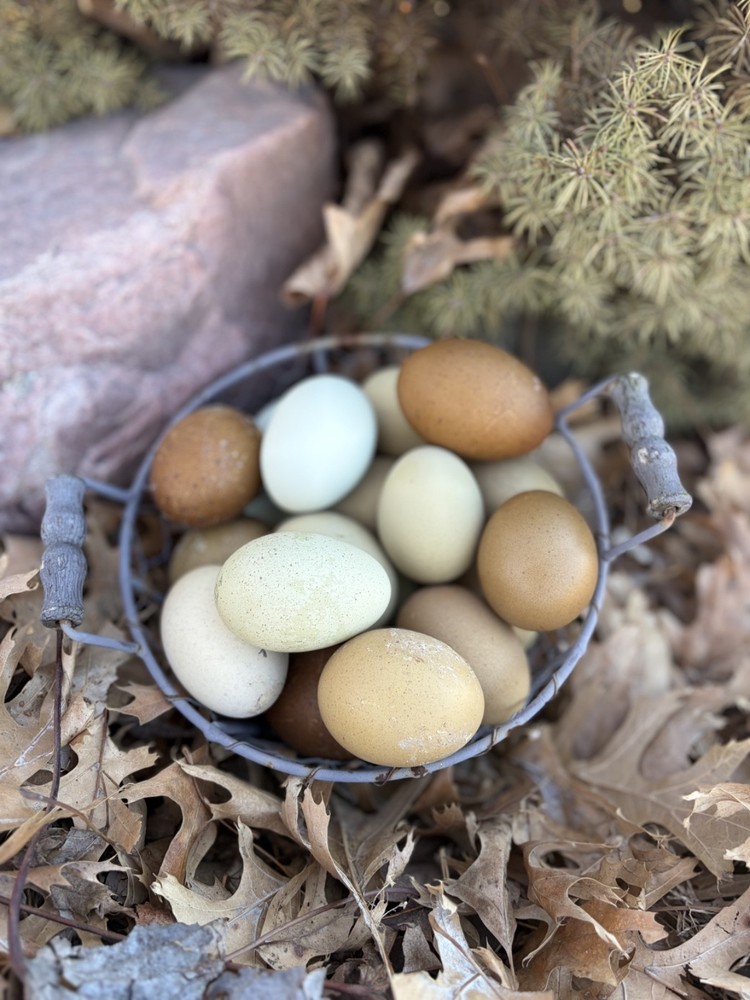 Hatching Eggs OLIVE 10+2 extra EE Marans Olive / Mint / Sage Cross