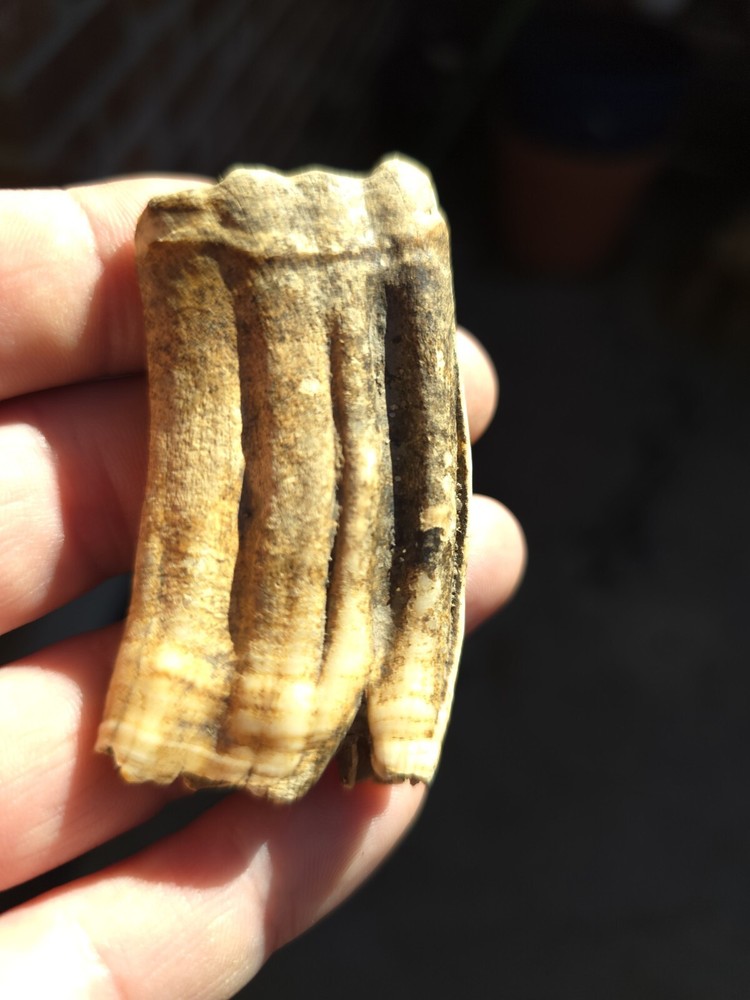 Horse Tooth