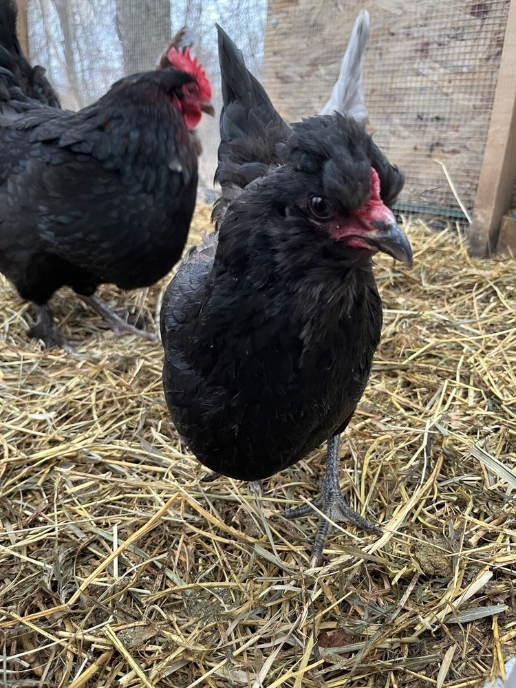 6+2 Rainbow Hatching Eggs Easter Egger Olive Egger Ameraucana Marans Priority S