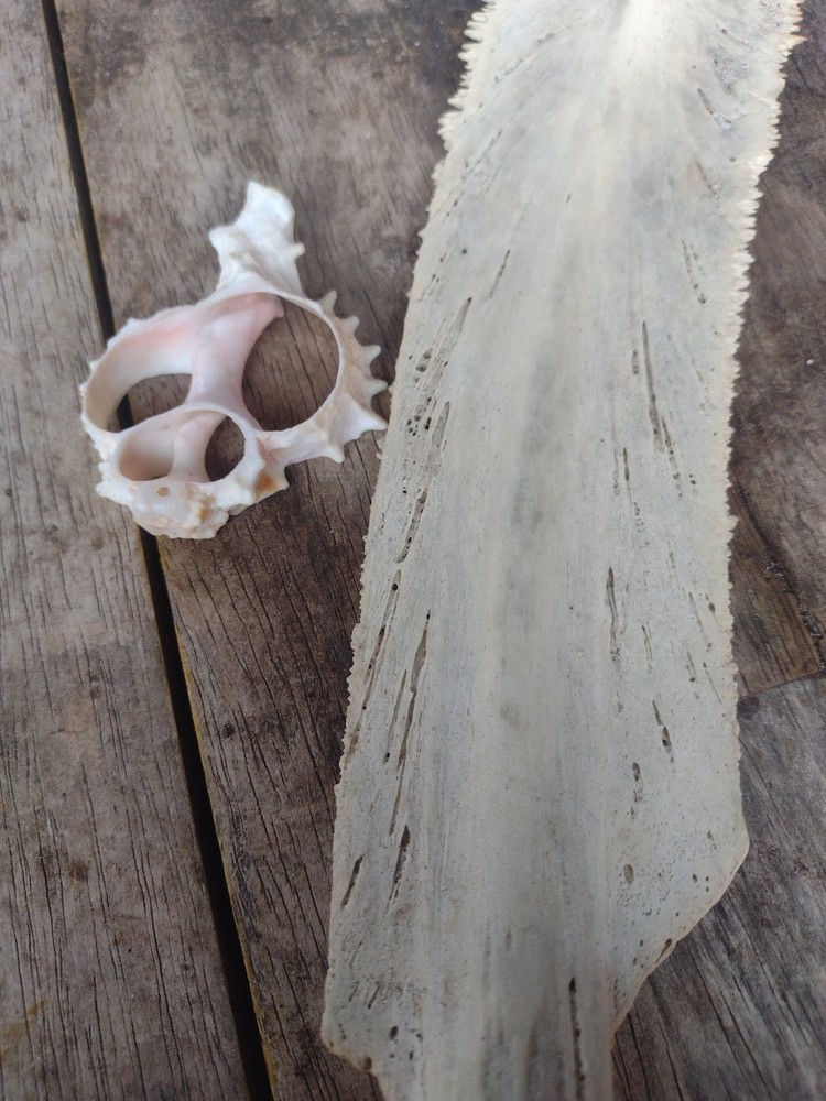 Turtle Bone