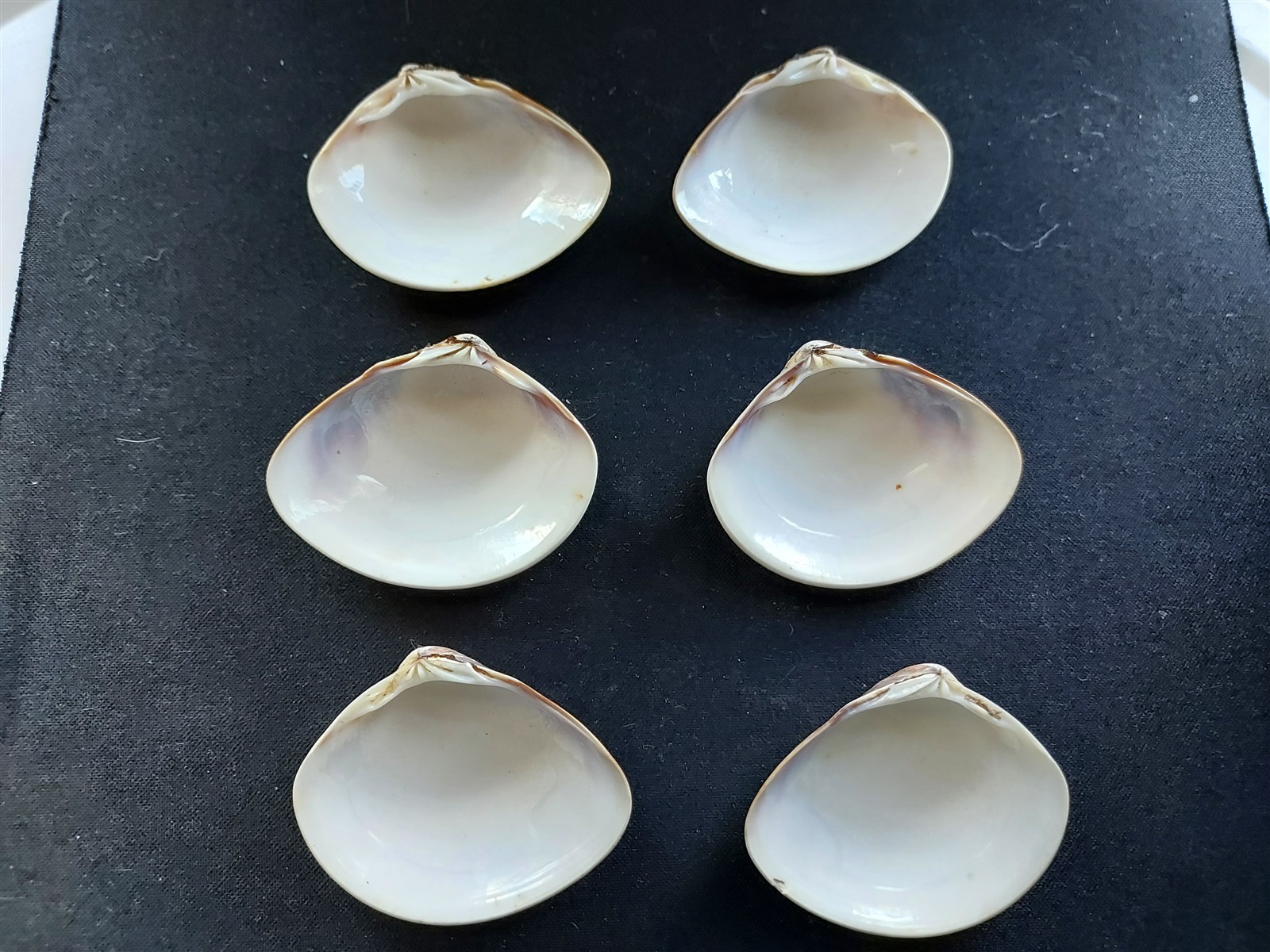 #T400 Lot of 3 sets of different beautiful clam shells, approx. 46-48mm