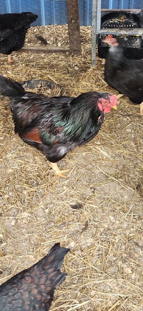 8+ Dark Cornish Hatching Eggs