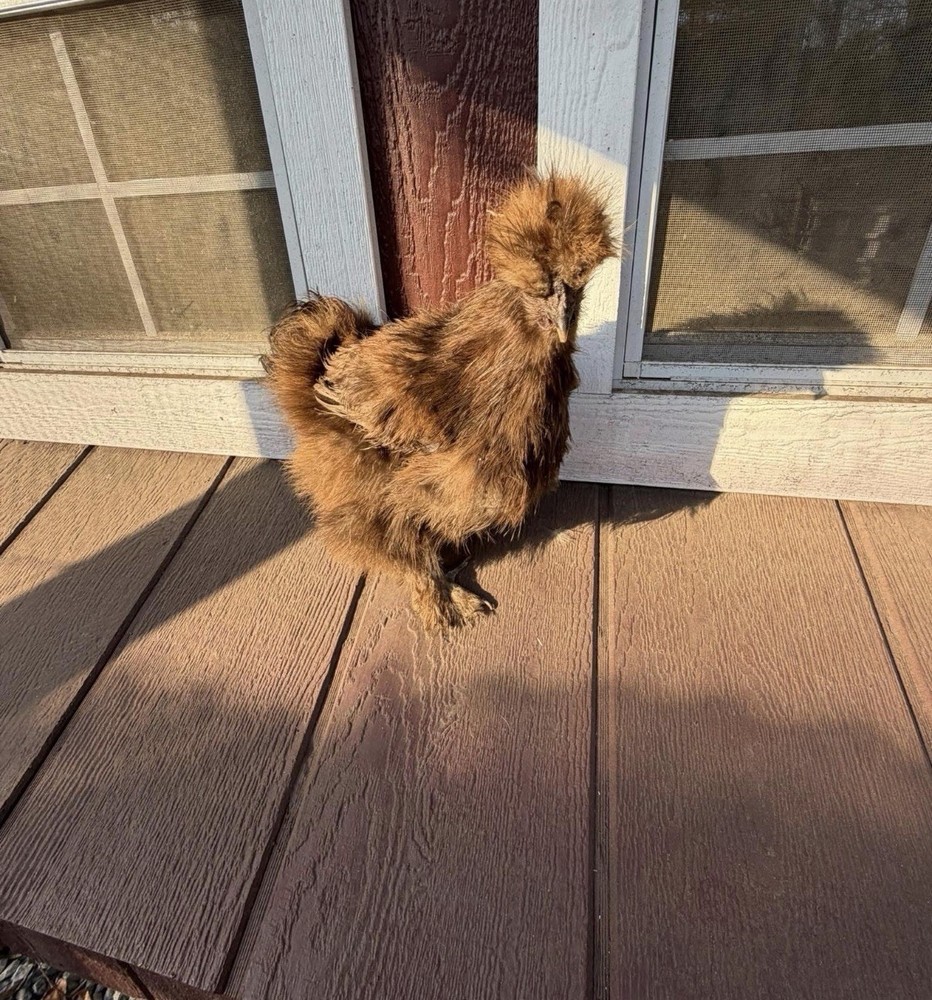 Silkie Hatching Eggs (12)