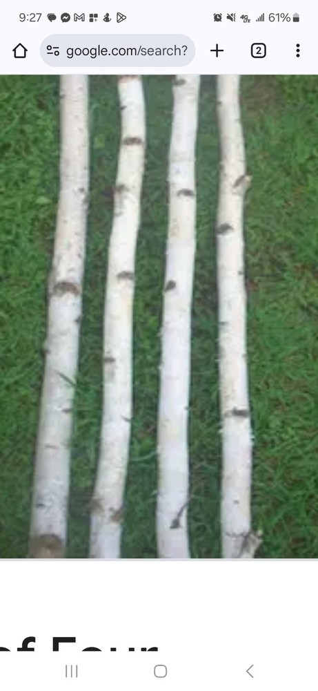 4 White Birch Poles 8'