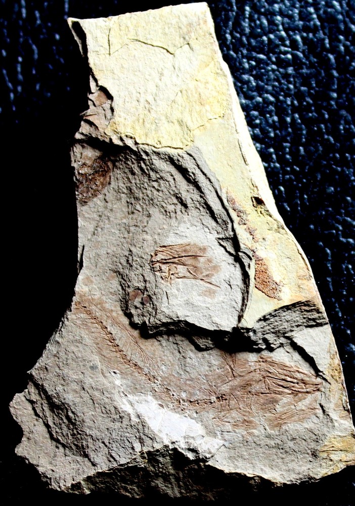 Palaeogadus sp -  Oligocene fossil fish