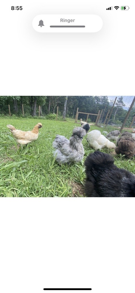 12 Bearded Silkie Hatching Eggs