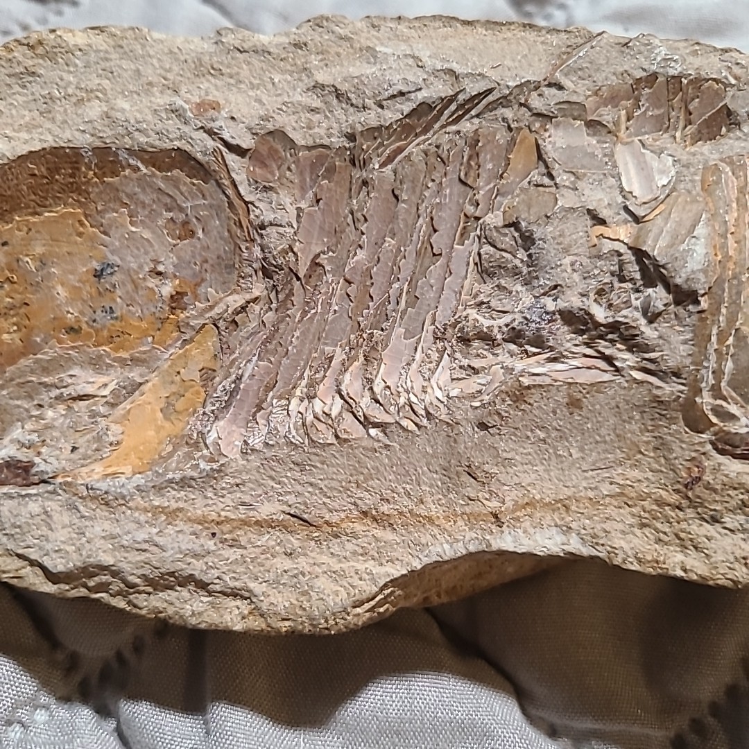 Rare living fish fossil specimen, the scale texture is clearly visible