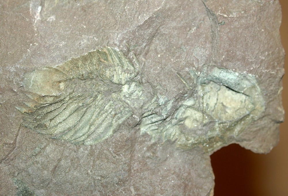 RARE Middle Cambrian trilobite -Eccaparadoxides pradoanus (positive/negative)