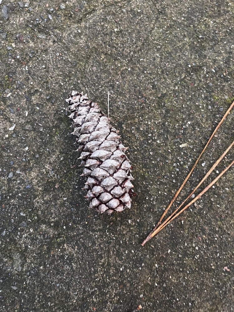 literally just a pinecone