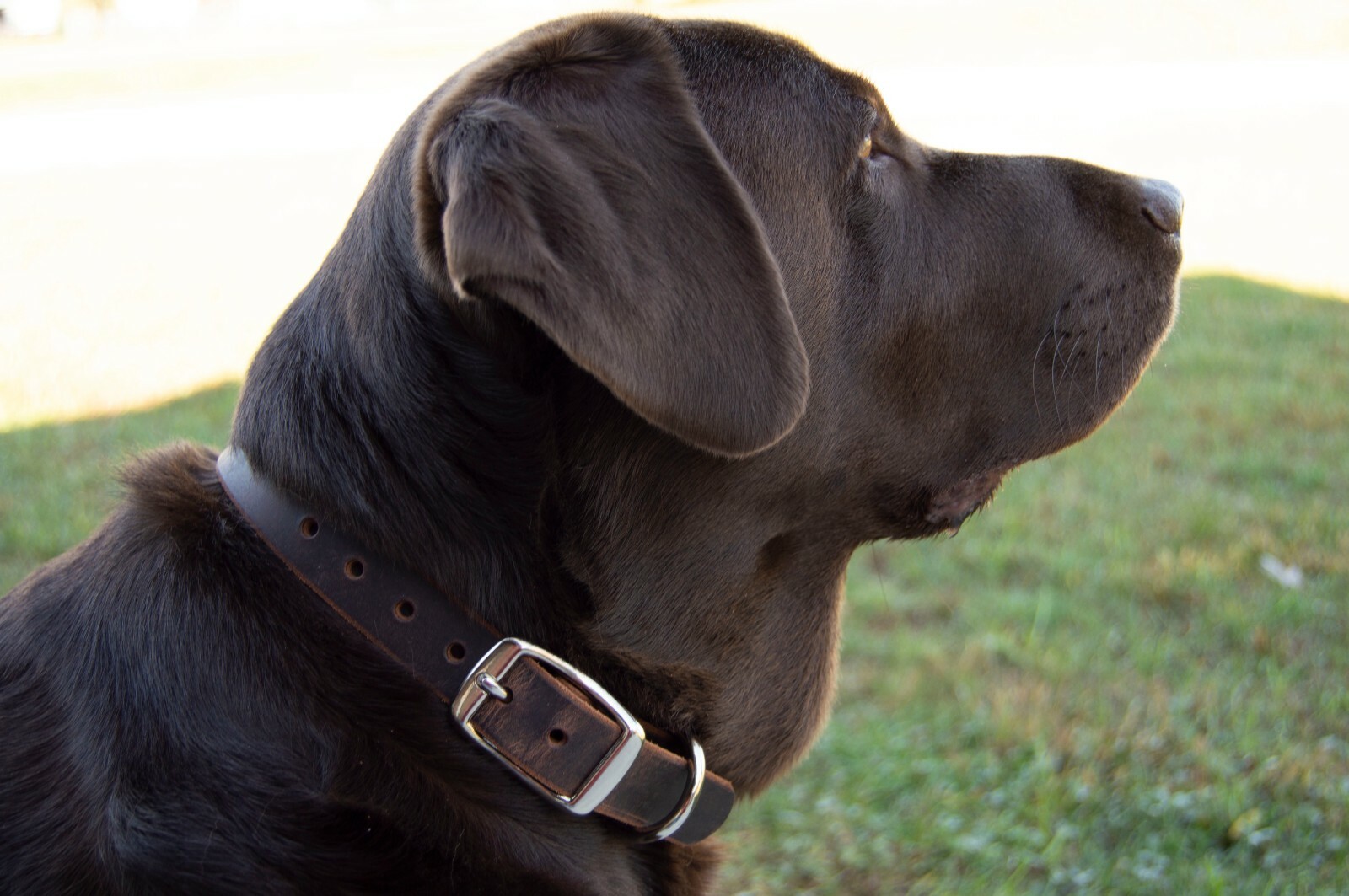Heavy Duty Leather Dog Collar_Medium, Large, XL_1" Wide_Amish Handmade