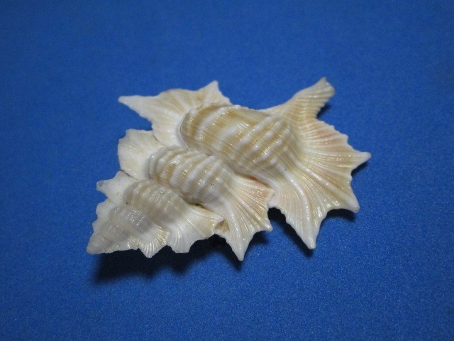 Biplex perca Perry, 1811 "MAPLE LEAF;GIANT! (48.0mm)