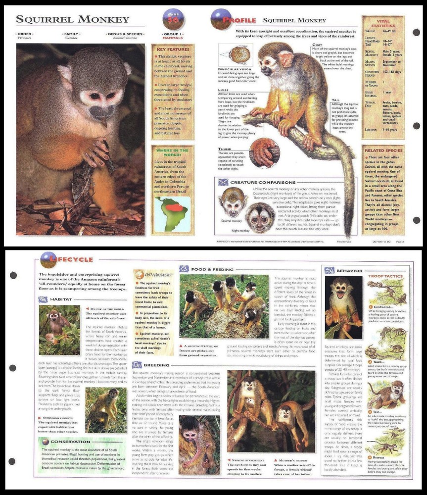 Fold-Out Sheet - Squirrel Monkey - 56