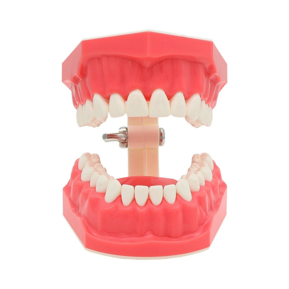 US Dental Model Brushing Flossing Practice Teaching Studying Orthodontic Model