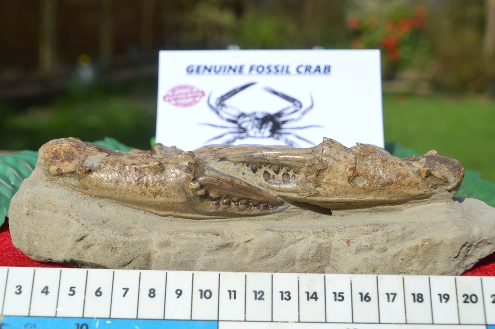 HUGE, MASSIVE RARE FOSSIL CRAB FROM JAVA, INDONESIA , BEST VALUE ANYWHERE! #14