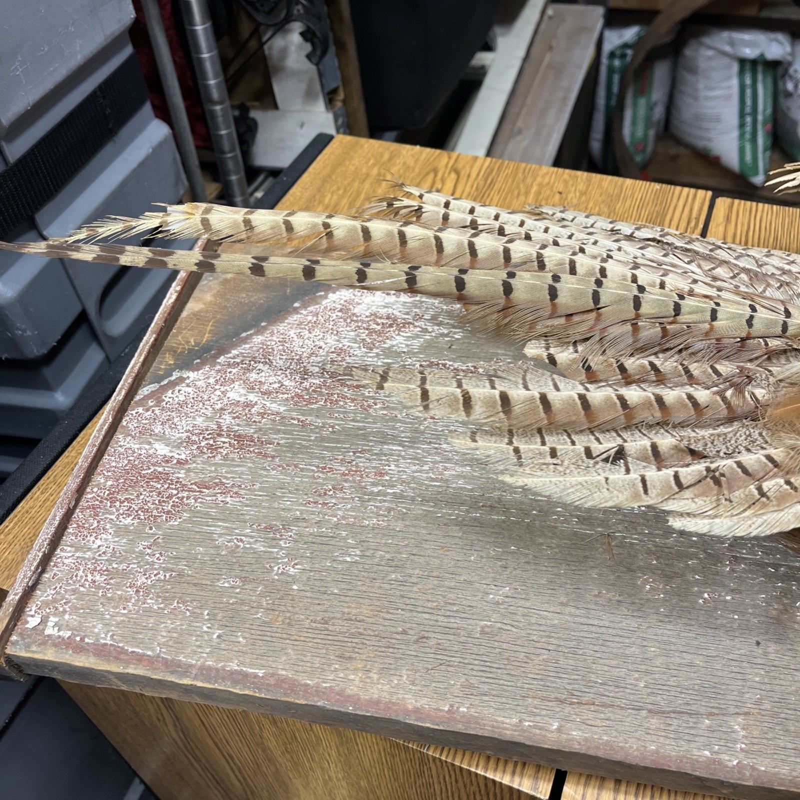 VINTAGE TAXIDERMY RING-NECKED FULL PHEASANT WALL MOUNT 24” CABIN HUNTING