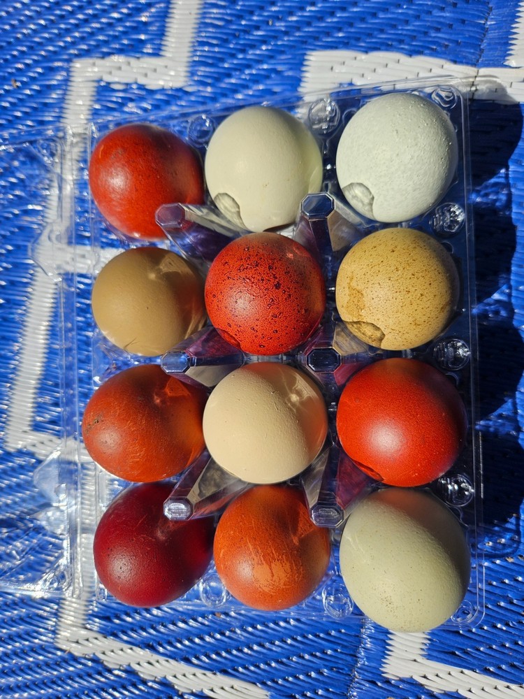 NPIP 12+ Fertile Chicken Hatching Eggs Black Copper Marans easter Olive egger