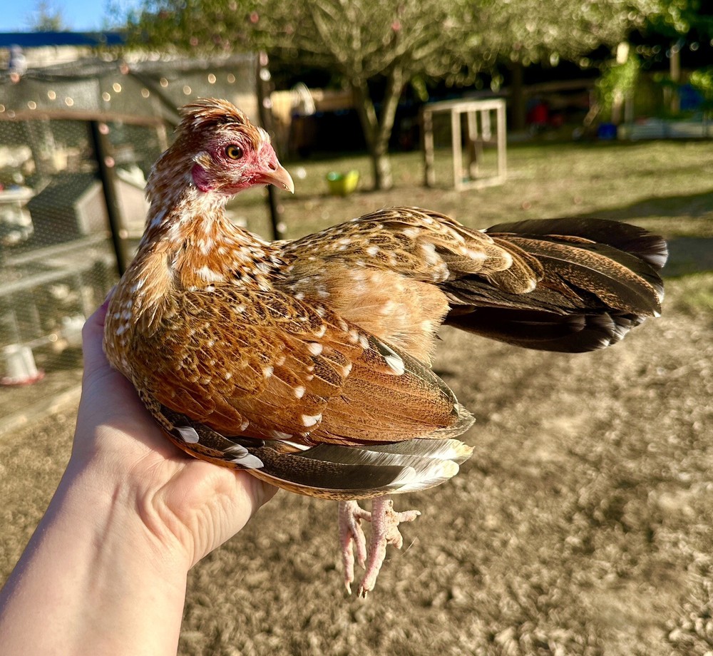 kikiriki hatching eggs 6++ PLEASE READ THE DESCRIPTION